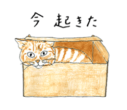 brown tabby cat koto-chan part4 sticker #7689288