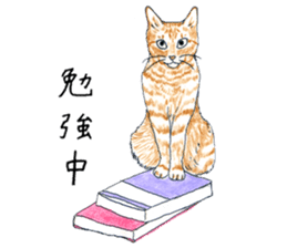 brown tabby cat koto-chan part4 sticker #7689290