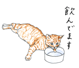 brown tabby cat koto-chan part4 sticker #7689292