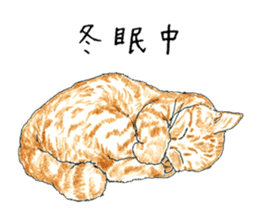 brown tabby cat koto-chan part4 sticker #7689294