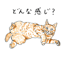 brown tabby cat koto-chan part4 sticker #7689296