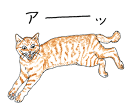 brown tabby cat koto-chan part4 sticker #7689302