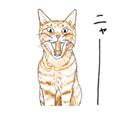 brown tabby cat koto-chan part4 sticker #7689307