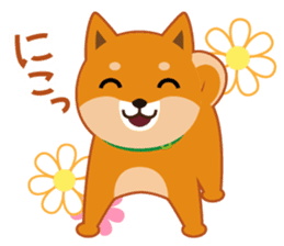 Shiba dog "MUSASHI" 4 sticker #7706292