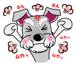 Miniature Schnauzer named Chacha. sticker #7707125
