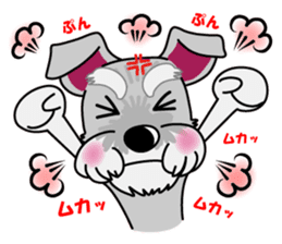 Miniature Schnauzer named Chacha. sticker #7707125