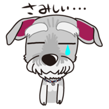 Miniature Schnauzer named Chacha. sticker #7707126