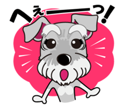 Miniature Schnauzer named Chacha. sticker #7707127