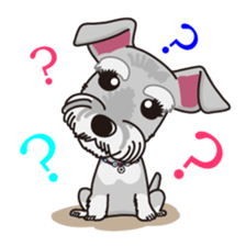 Miniature Schnauzer named Chacha. sticker #7707128