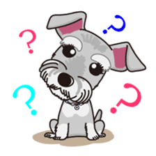 Miniature Schnauzer named Chacha. sticker #7707128