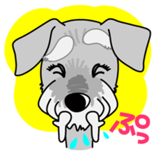 Miniature Schnauzer named Chacha. sticker #7707129