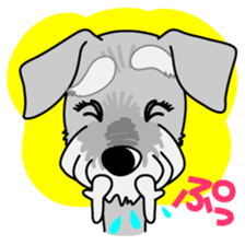 Miniature Schnauzer named Chacha. sticker #7707129