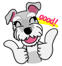 Miniature Schnauzer named Chacha. sticker #7707132