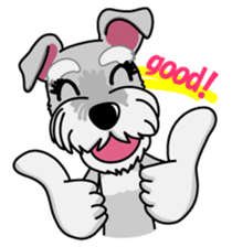 Miniature Schnauzer named Chacha. sticker #7707132