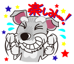 Miniature Schnauzer named Chacha. sticker #7707134