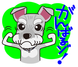 Miniature Schnauzer named Chacha. sticker #7707135