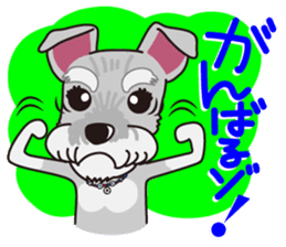 Miniature Schnauzer named Chacha. sticker #7707135
