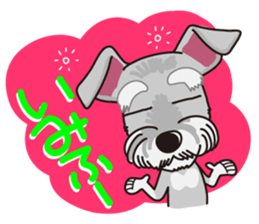 Miniature Schnauzer named Chacha. sticker #7707136