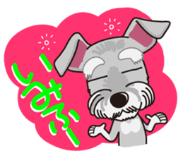 Miniature Schnauzer named Chacha. sticker #7707136