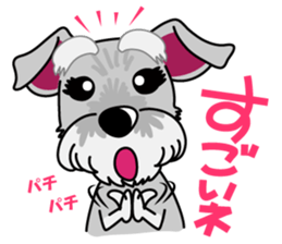 Miniature Schnauzer named Chacha. sticker #7707137