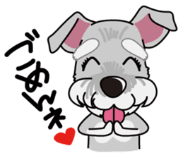 Miniature Schnauzer named Chacha. sticker #7707138