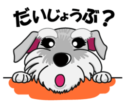 Miniature Schnauzer named Chacha. sticker #7707139