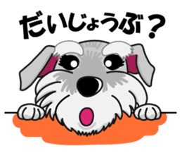 Miniature Schnauzer named Chacha. sticker #7707139