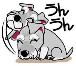 Miniature Schnauzer named Chacha. sticker #7707140