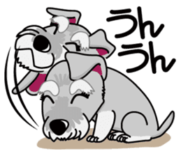 Miniature Schnauzer named Chacha. sticker #7707140