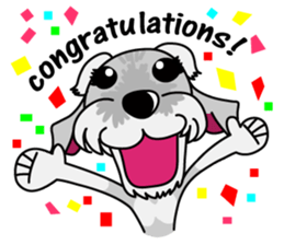 Miniature Schnauzer named Chacha. sticker #7707141