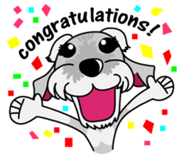 Miniature Schnauzer named Chacha. sticker #7707141