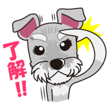 Miniature Schnauzer named Chacha. sticker #7707142