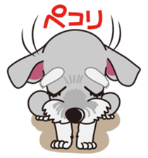 Miniature Schnauzer named Chacha. sticker #7707143