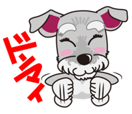 Miniature Schnauzer named Chacha. sticker #7707144