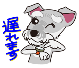 Miniature Schnauzer named Chacha. sticker #7707146