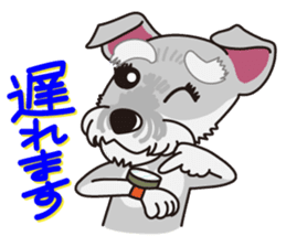 Miniature Schnauzer named Chacha. sticker #7707146