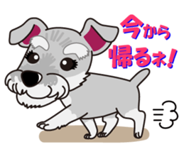 Miniature Schnauzer named Chacha. sticker #7707148