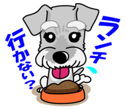 Miniature Schnauzer named Chacha. sticker #7707150