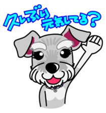 Miniature Schnauzer named Chacha. sticker #7707151