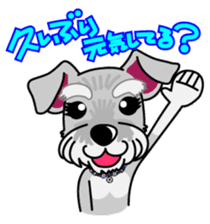 Miniature Schnauzer named Chacha. sticker #7707151