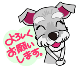 Miniature Schnauzer named Chacha. sticker #7707152