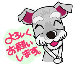 Miniature Schnauzer named Chacha. sticker #7707152