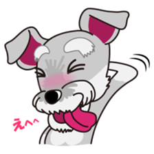 Miniature Schnauzer named Chacha. sticker #7707153