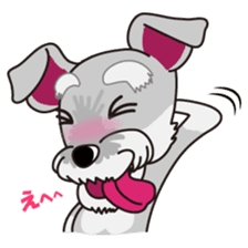 Miniature Schnauzer named Chacha. sticker #7707153