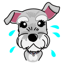 Miniature Schnauzer named Chacha. sticker #7707154