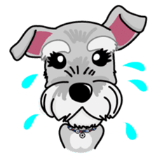 Miniature Schnauzer named Chacha. sticker #7707154