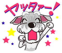 Miniature Schnauzer named Chacha. sticker #7707155