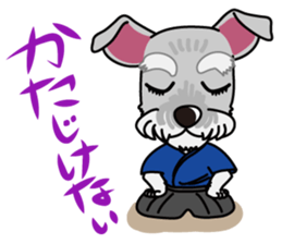 Miniature Schnauzer named Chacha. sticker #7707156