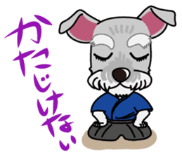 Miniature Schnauzer named Chacha. sticker #7707156