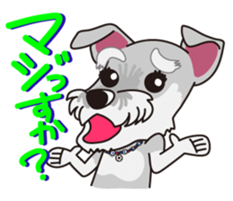 Miniature Schnauzer named Chacha. sticker #7707157
